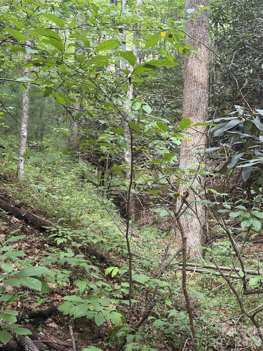 TBD Old Nc Highway 16 Highway Millers Creek, NC 28651
