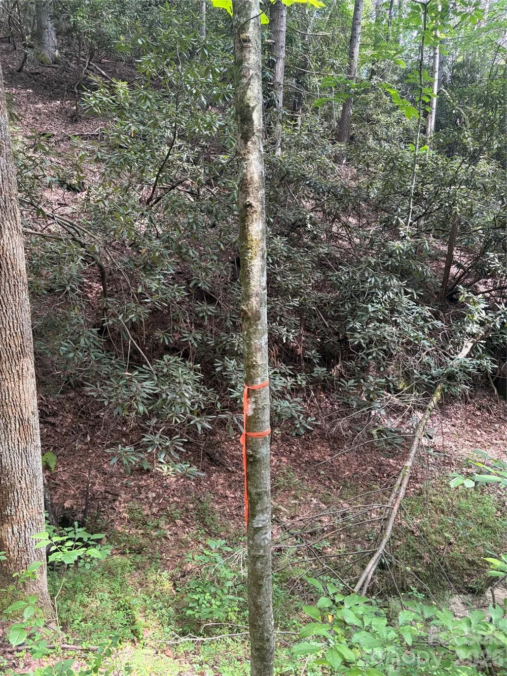TBD Old Nc Highway 16 Highway Millers Creek, NC 28651