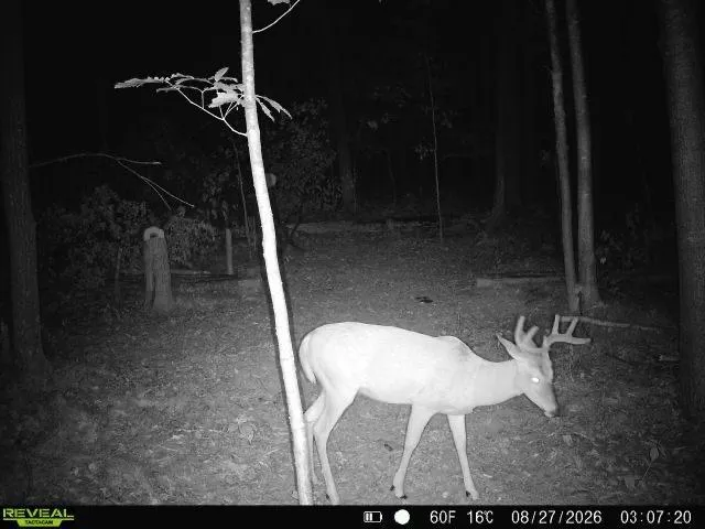 Lot 1 4th Street Clayton, WI 54004