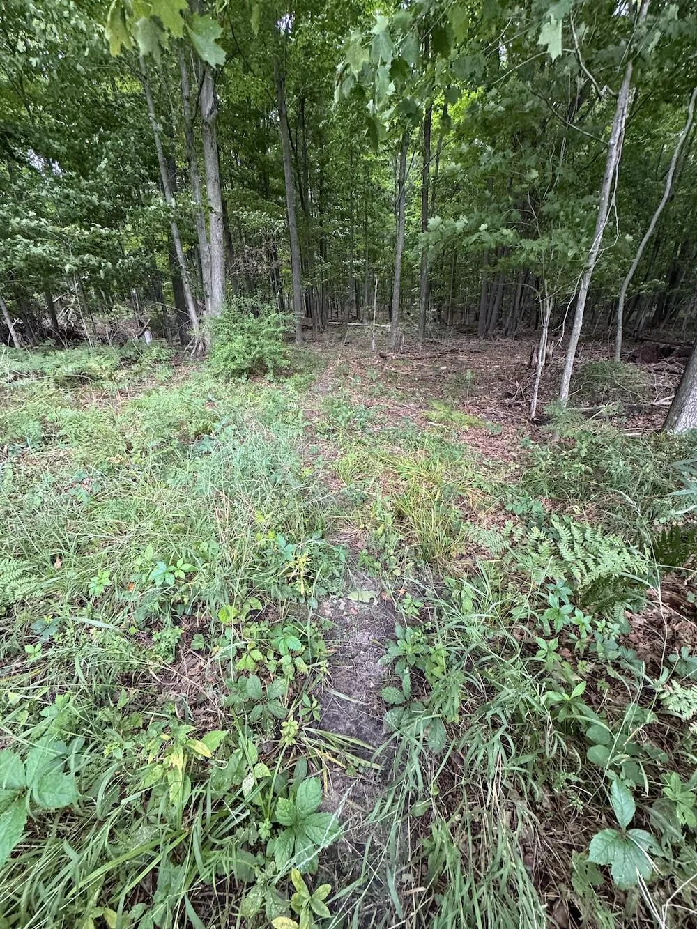 3305 S Coville Road Mikado Township, MI 48745