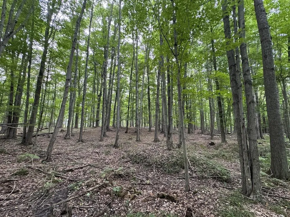 3305 S Coville Road Mikado Township, MI 48745