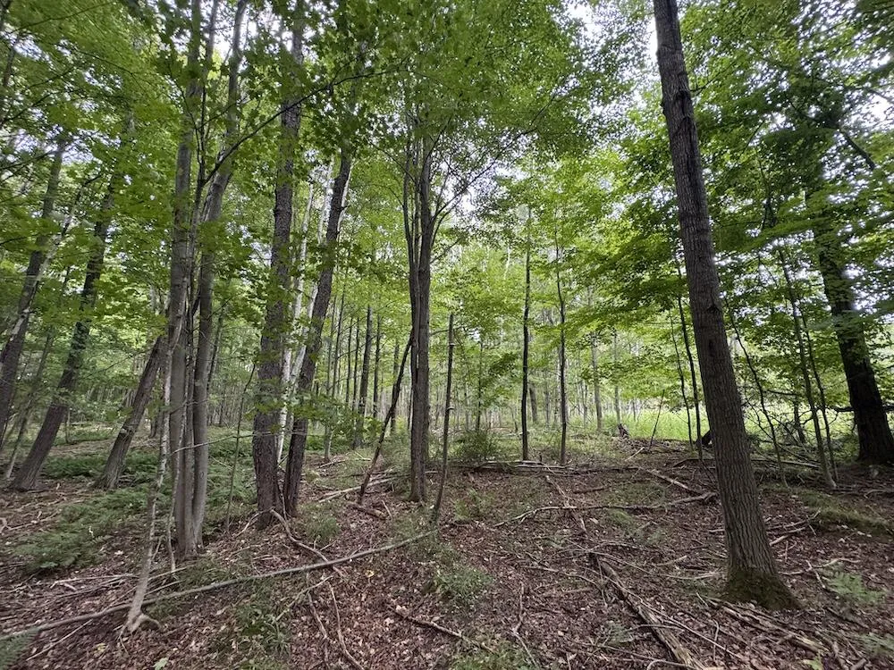 3305 S Coville Road Mikado Township, MI 48745