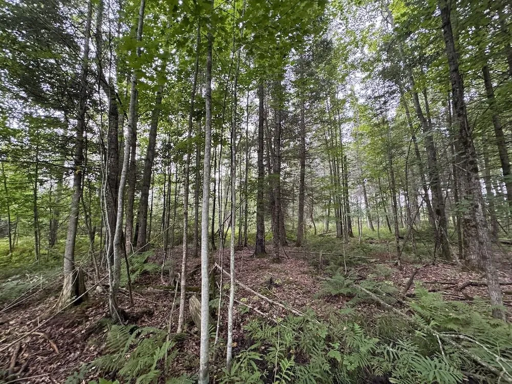 3305 S Coville Road Mikado Township, MI 48745
