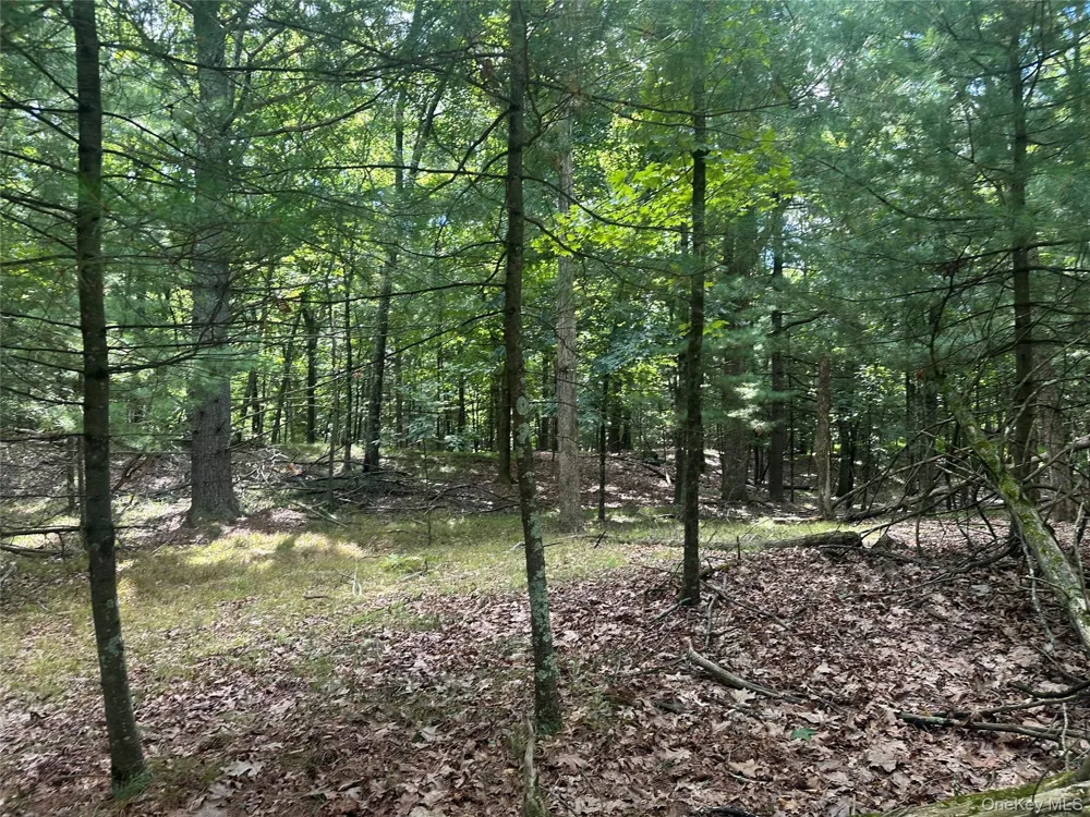 Cedar Drive Elizaville, NY 12523