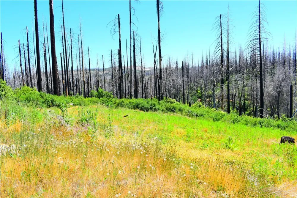 461 Milsap Bar Berry Creek, CA 95916