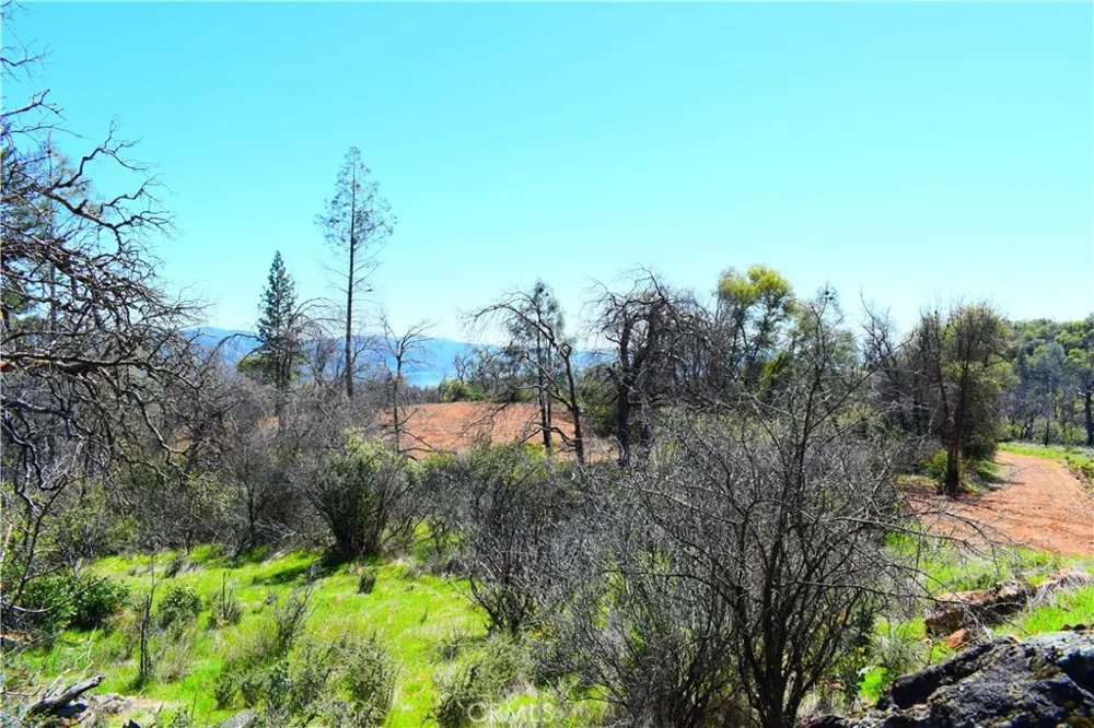 Dounacountre Berry Creek, CA 95916