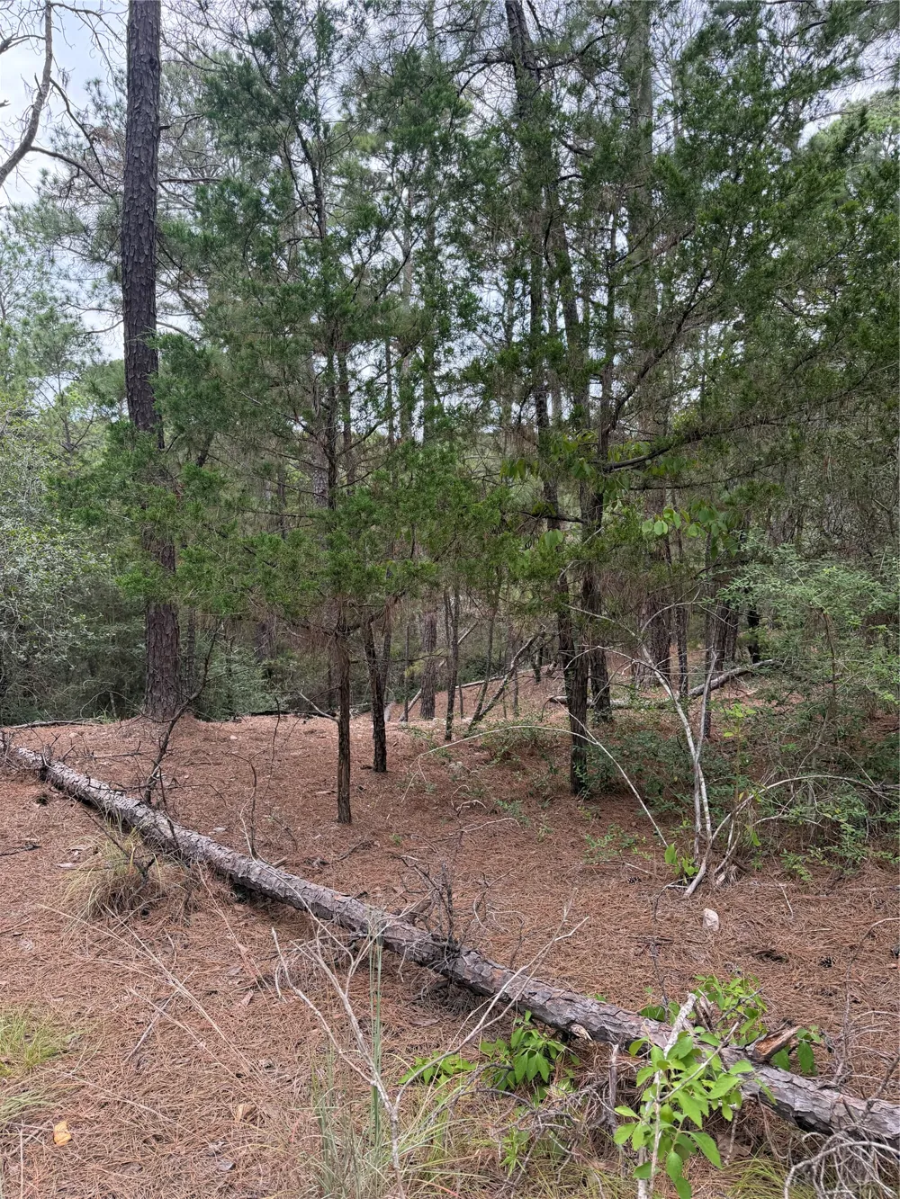 217 Hekili Drive Bastrop, TX 78602