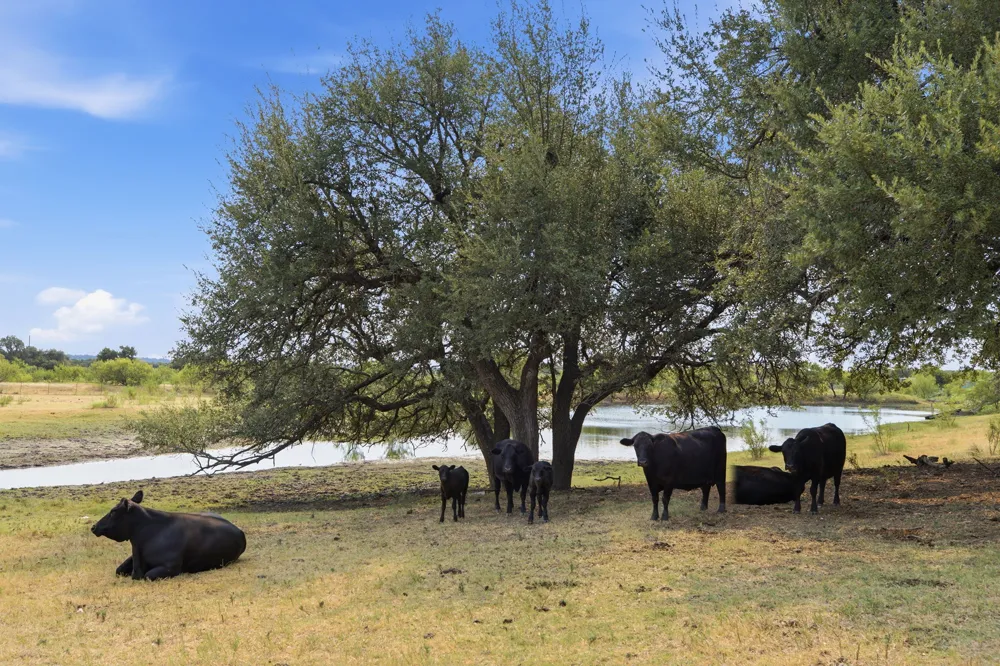 8750 RM 2243 L Leander, TX 78641
