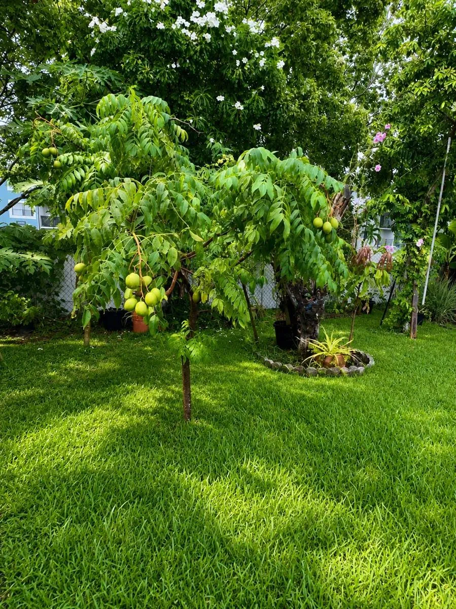 1412 SW 75TH AVENUE North Lauderdale, FL 33068