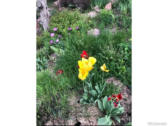 1108 Eagle Drive Lyons, CO 80540