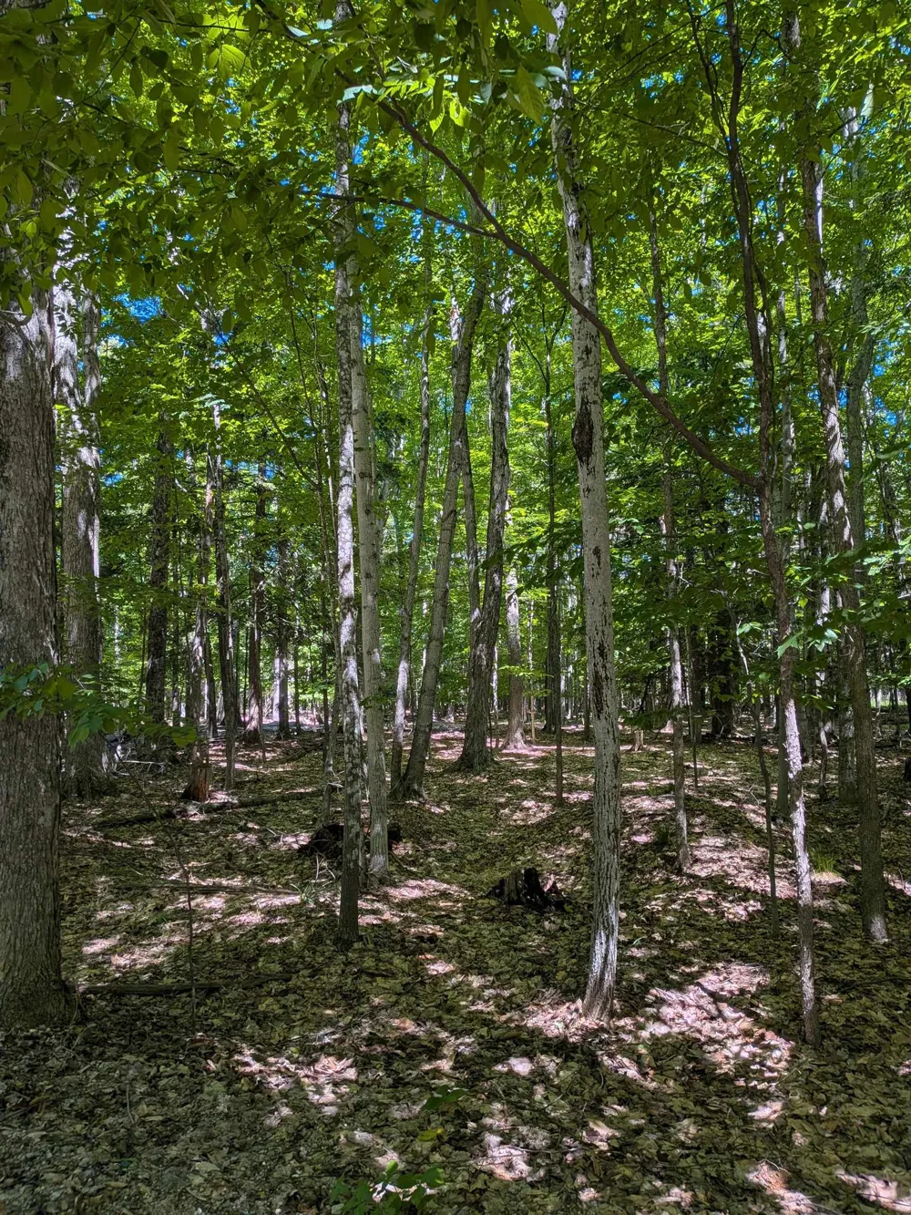 M-48 Pickford Township, MI 49774