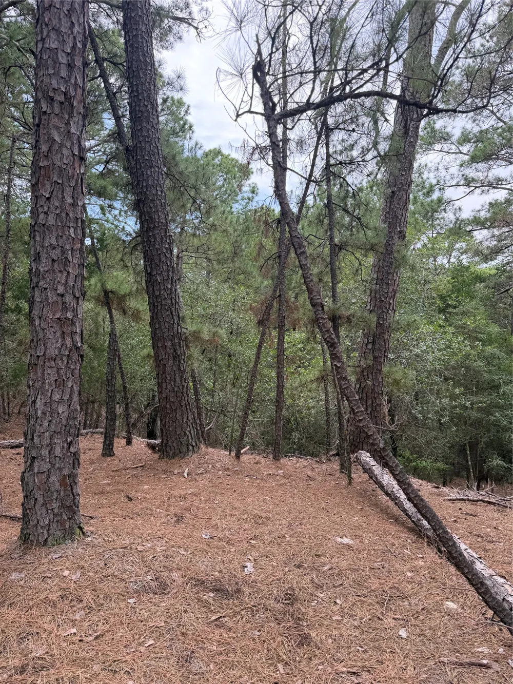 216 Hekili Drive Bastrop, TX 78602