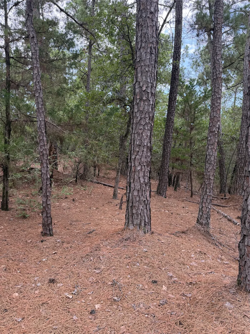 216 Hekili Drive Bastrop, TX 78602