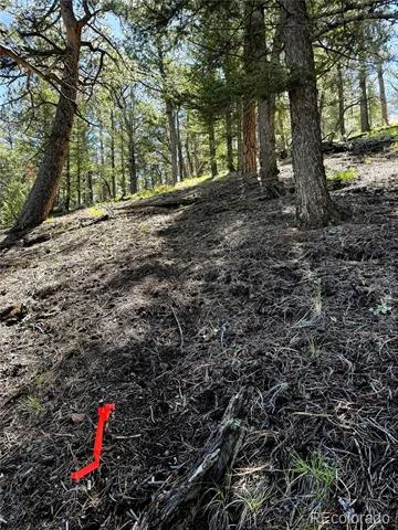 2669 Settele Drive Hartsel, CO 80449