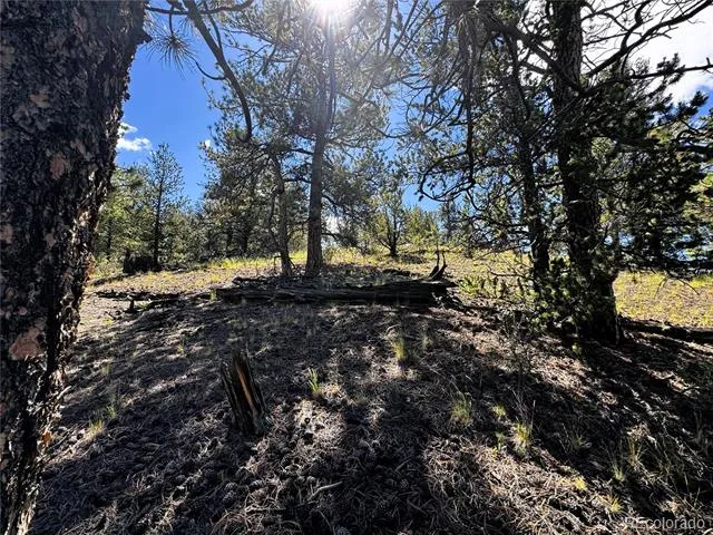 2669 Settele Drive Hartsel, CO 80449
