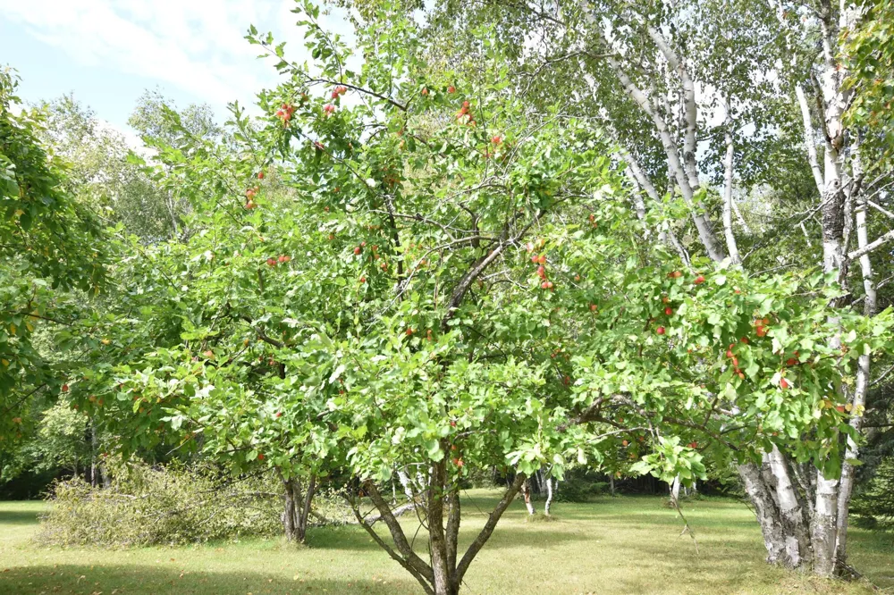 1297 County Road 2 NW Williams, MN 56686
