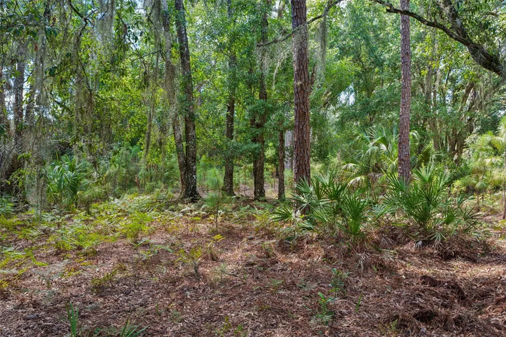 8541 WOODLEAF BOULEVARD Wesley Chapel, FL 33544