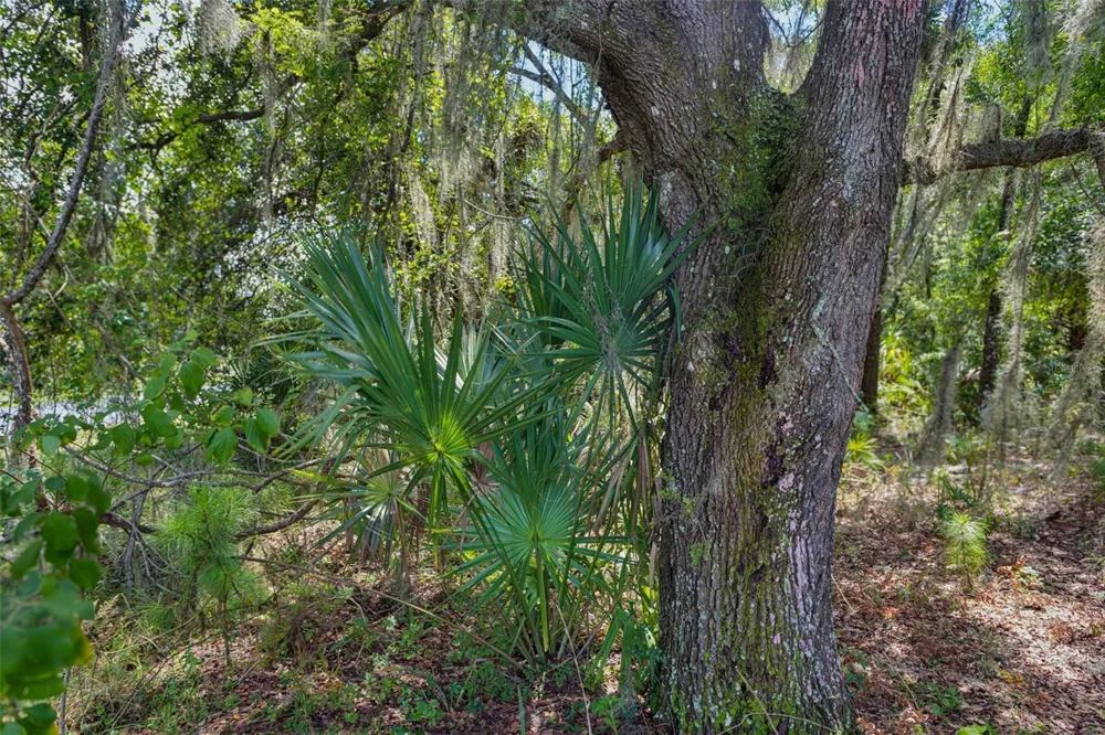 8541 WOODLEAF BOULEVARD Wesley Chapel, FL 33544