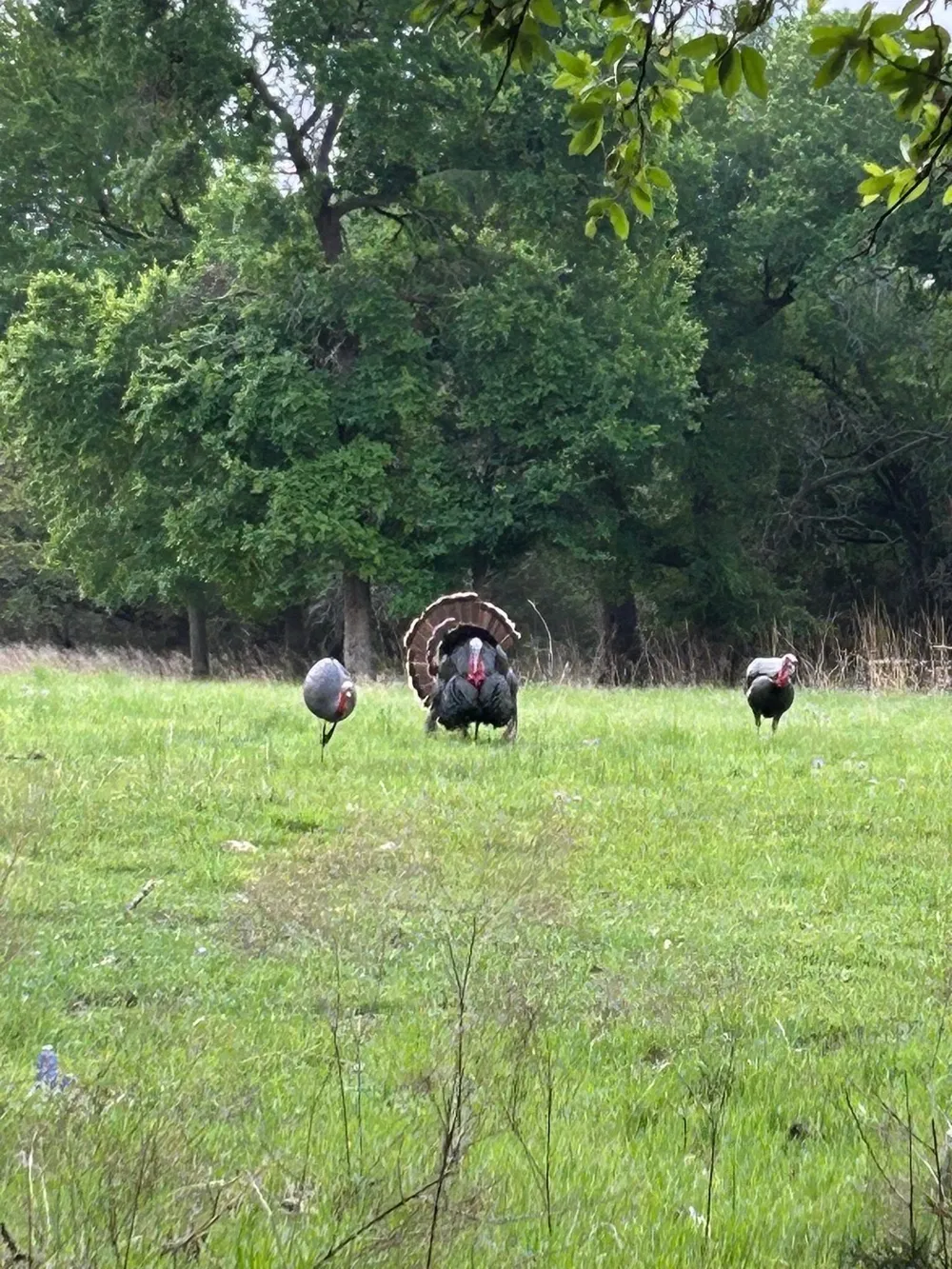 201 Private Road 2123 Meridian, TX 76665