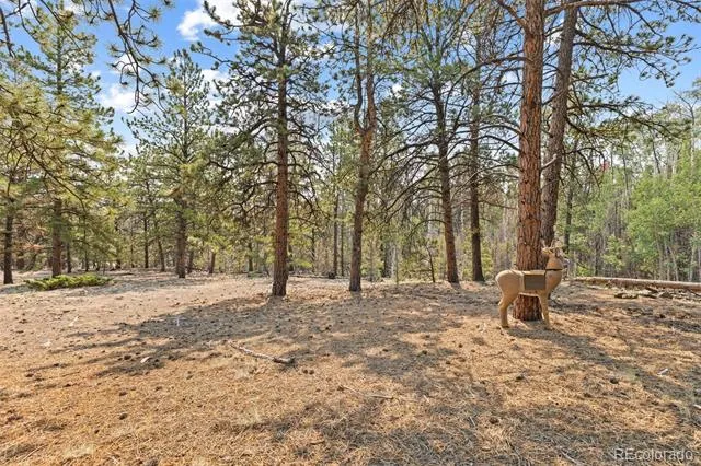 559 Bellows Road Hartsel, CO 80449