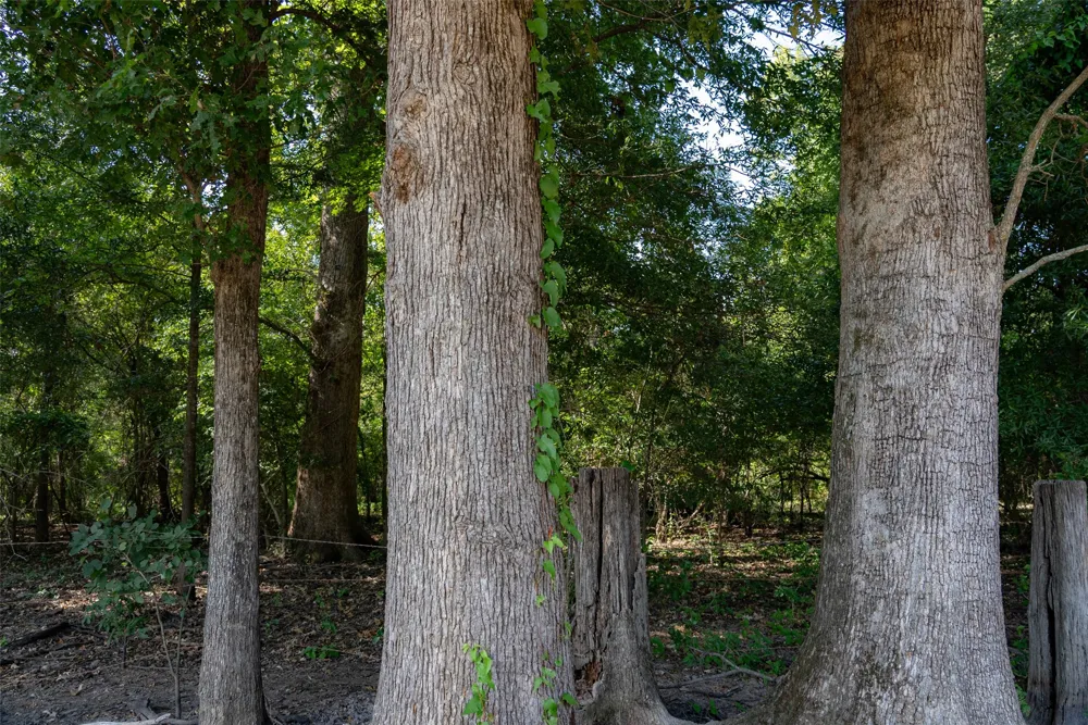 Cr-3516 Brownsboro, TX 75756