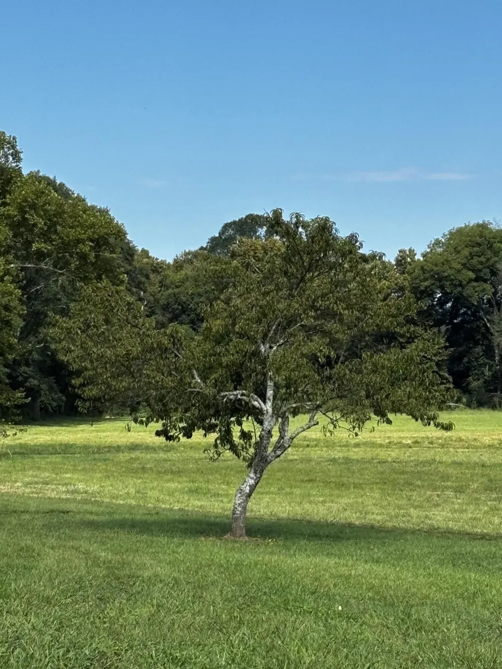 4915 Sweetens Cove Road South Pittsburg, TN 37380