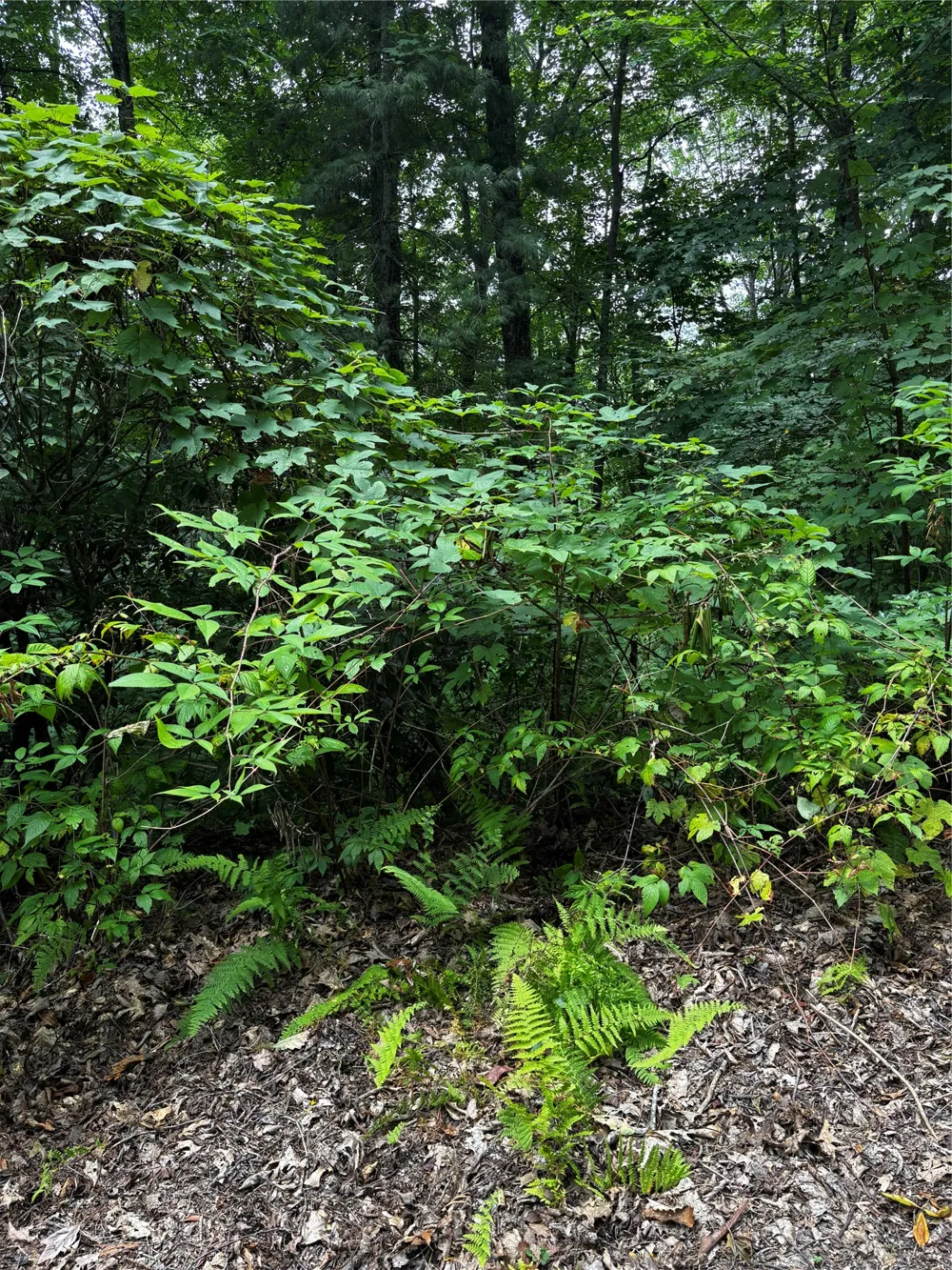 00 Kettle Creek Road Cashiers, NC 28717