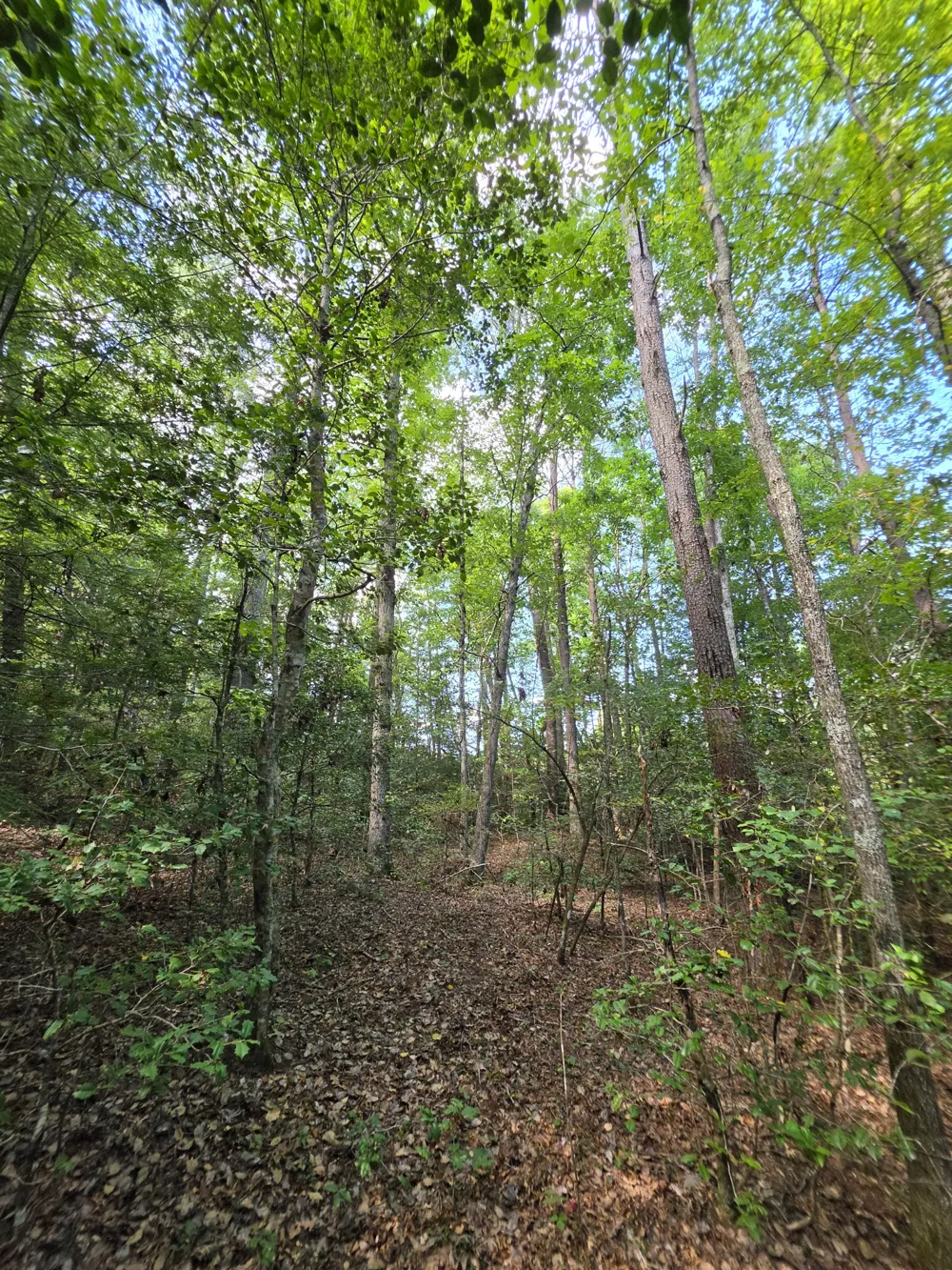 0 Northcutts Cove Road Beersheba Springs, TN 37305