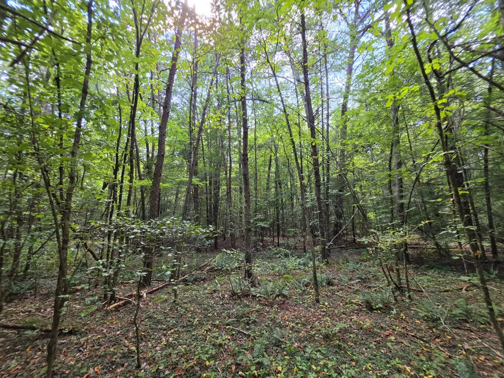 0 Northcutts Cove Road Beersheba Springs, TN 37305