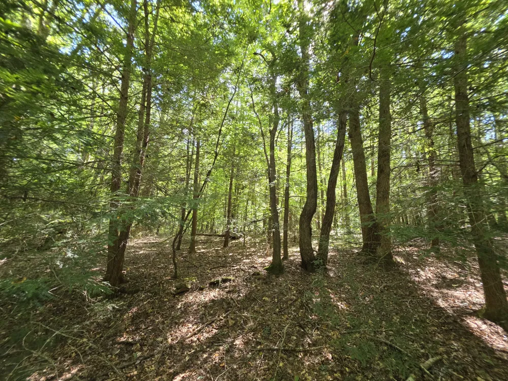 0 Northcutts Cove Road Beersheba Springs, TN 37305