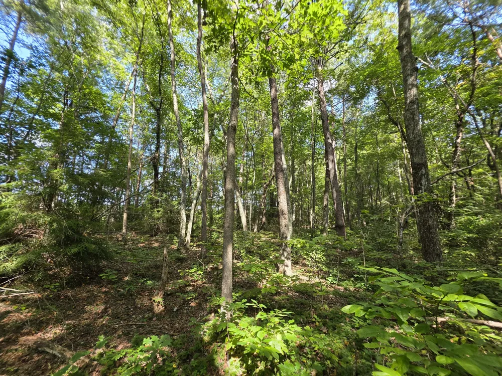 0 Northcutts Cove Road Beersheba Springs, TN 37305
