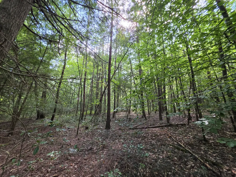 0 Northcutts Cove Road Beersheba Springs, TN 37305