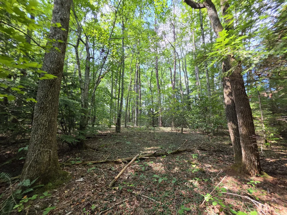 0 Northcutts Cove Road Beersheba Springs, TN 37305