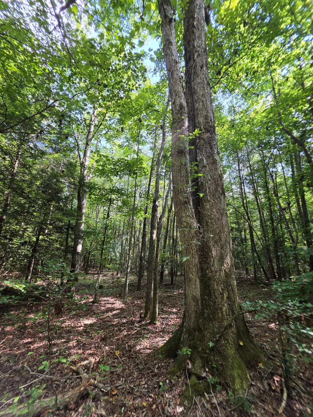0 Northcutts Cove Road Beersheba Springs, TN 37305