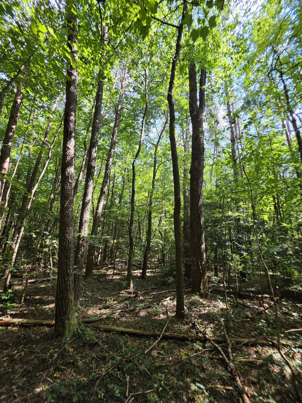 0 Northcutts Cove Road Beersheba Springs, TN 37305