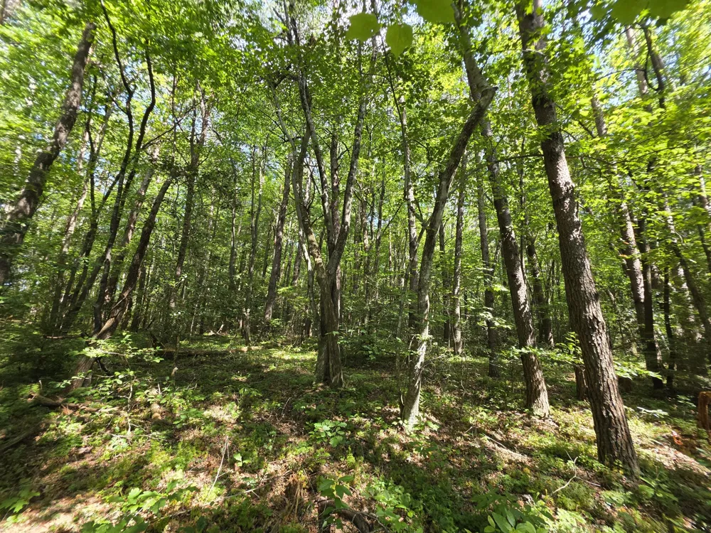 0 Northcutts Cove Road Beersheba Springs, TN 37305