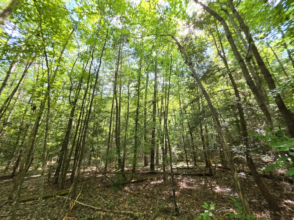 0 Northcutts Cove Road Beersheba Springs, TN 37305