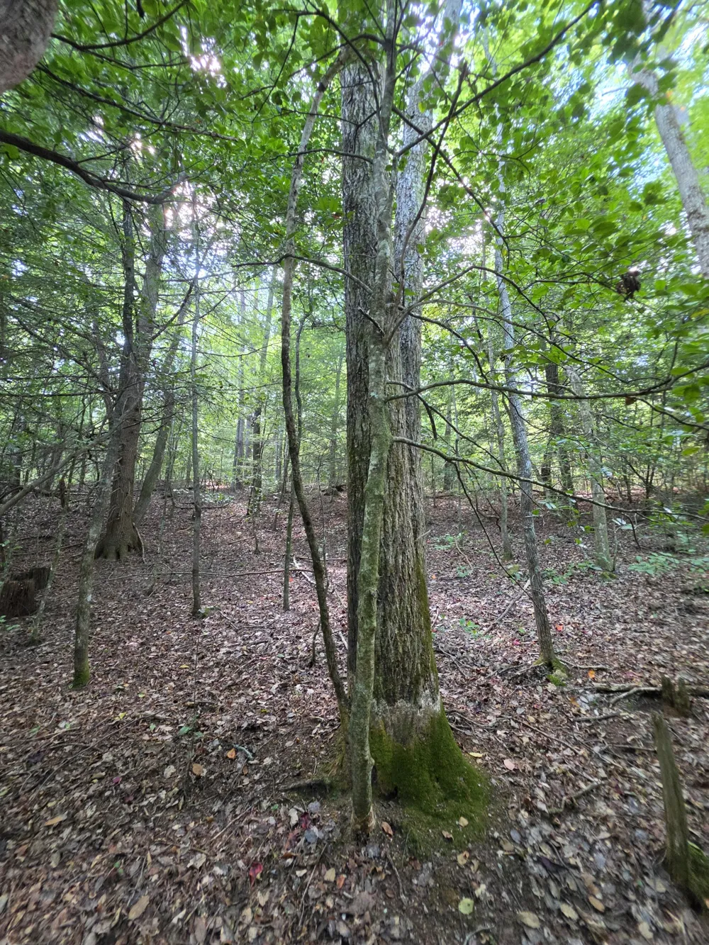 0 Northcutts Cove Road Beersheba Springs, TN 37305