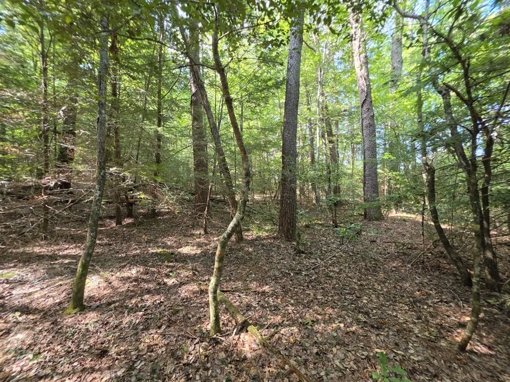 0 Northcutts Cove Road Beersheba Springs, TN 37305