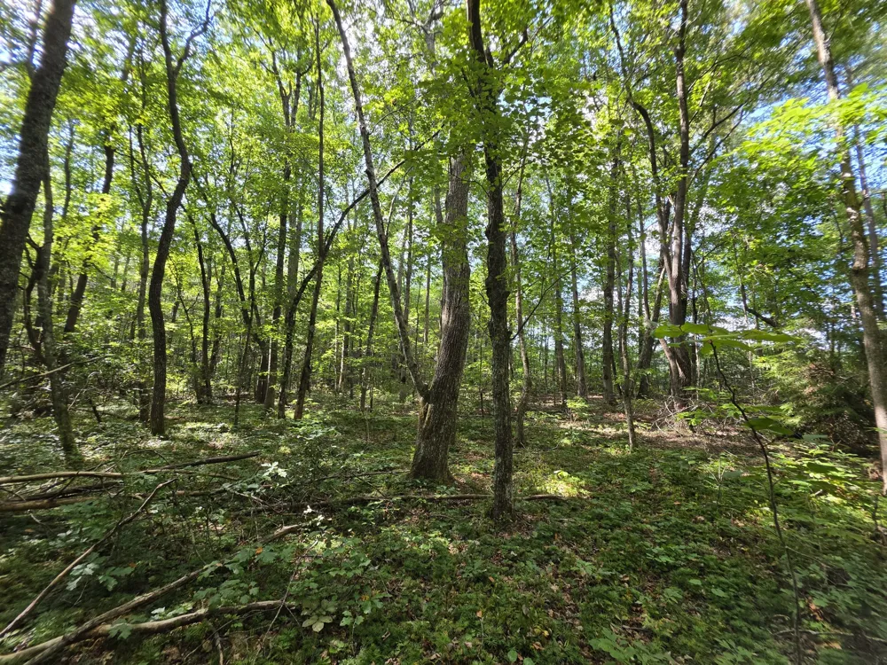 0 Northcutts Cove Road Beersheba Springs, TN 37305