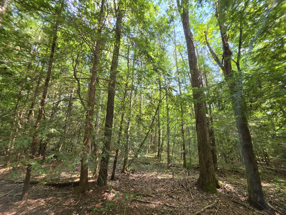 0 Northcutts Cove Road Beersheba Springs, TN 37305