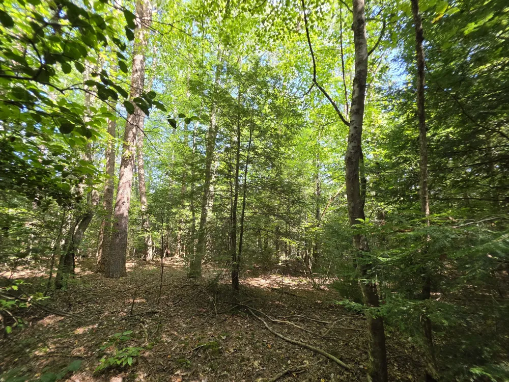 0 Northcutts Cove Road Beersheba Springs, TN 37305