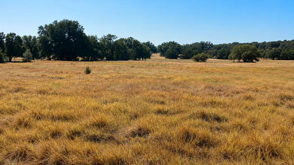 County Road 2659 Lometa, TX 76853