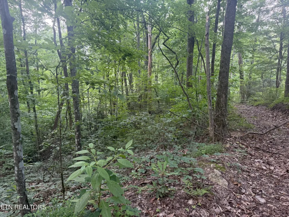 736 Panther Creek Rd Off Rd Sevierville, TN 37876