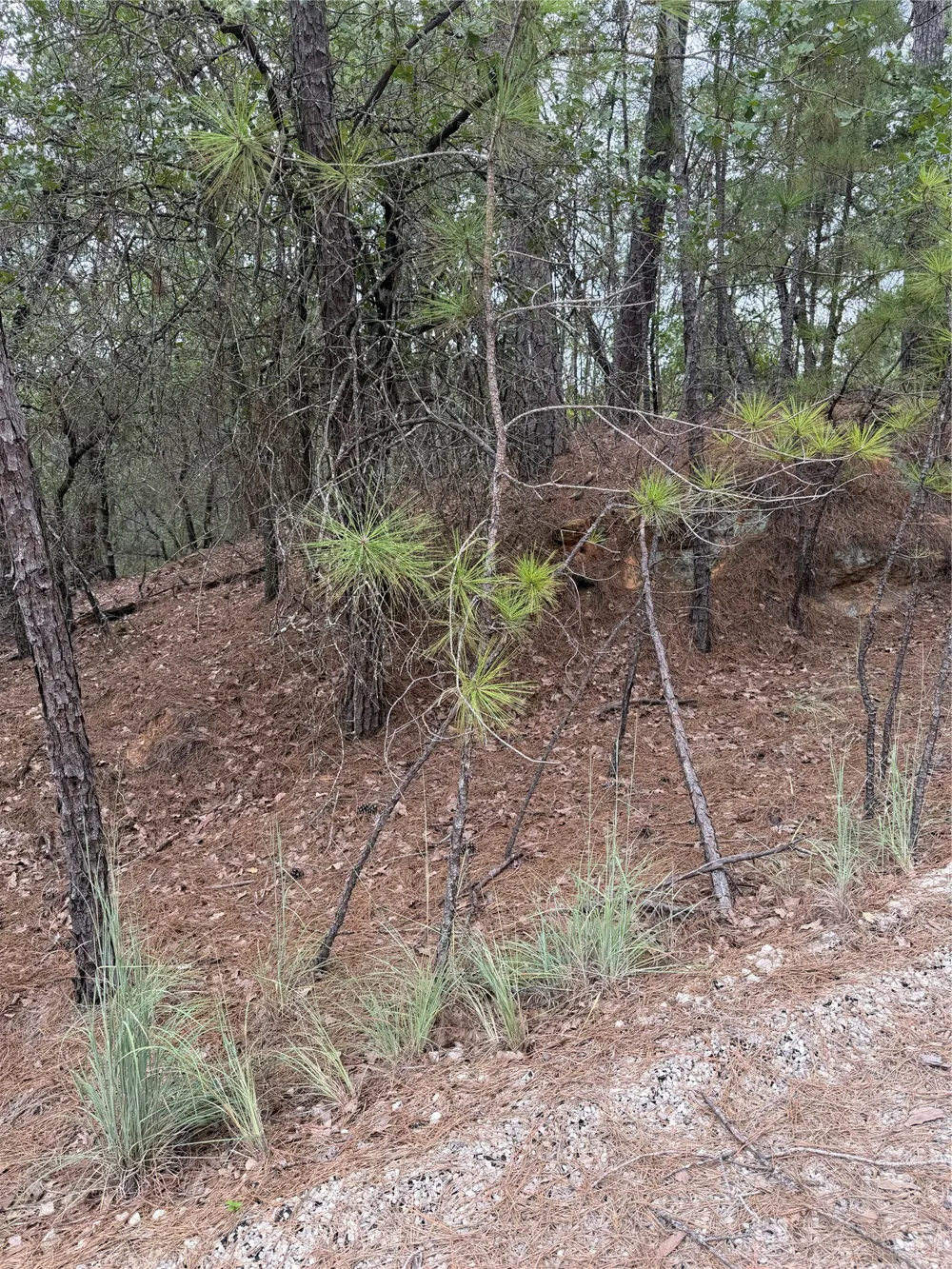 214 Hekili Drive Bastrop, TX 78602