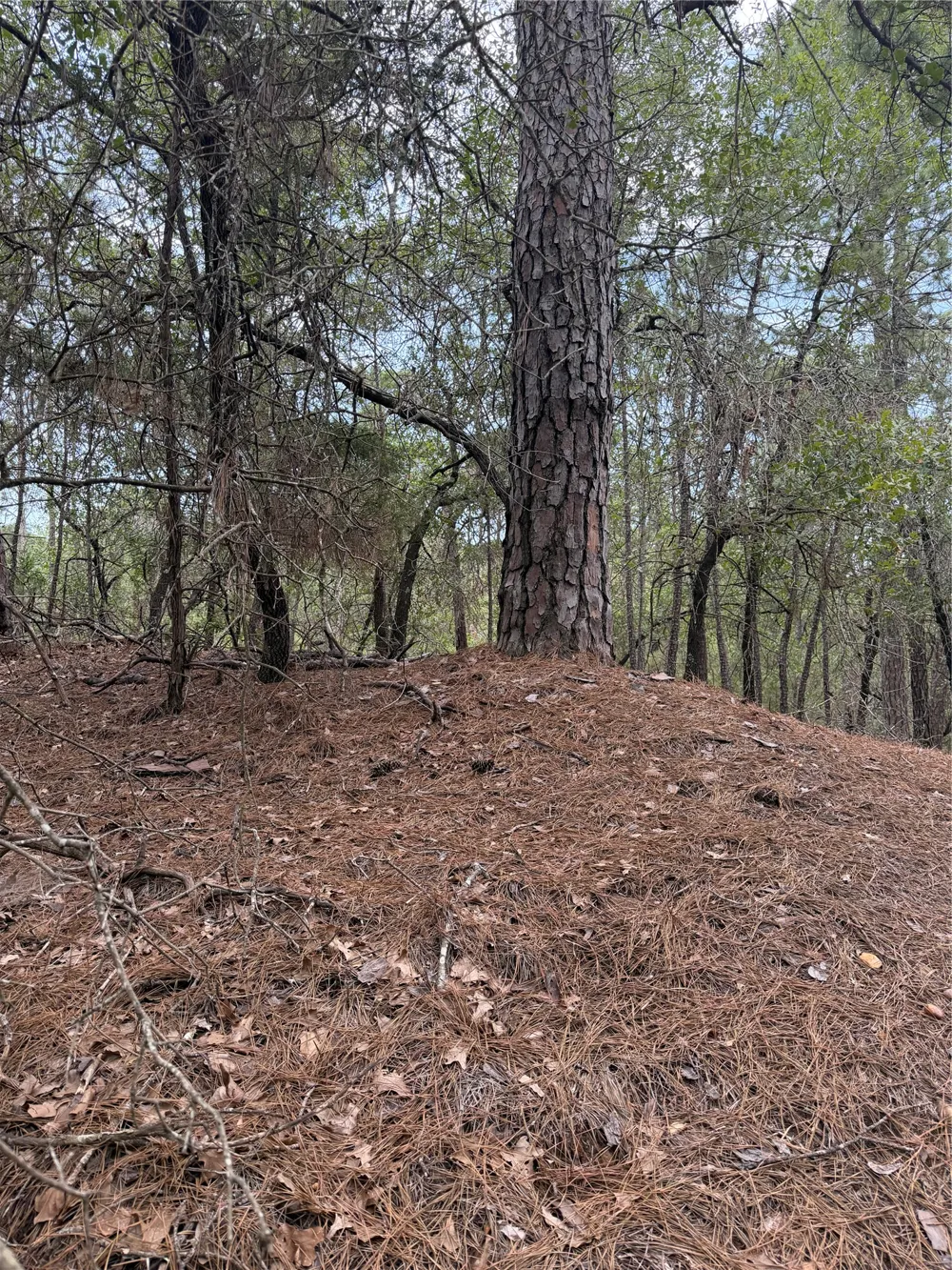 214 Hekili Drive Bastrop, TX 78602