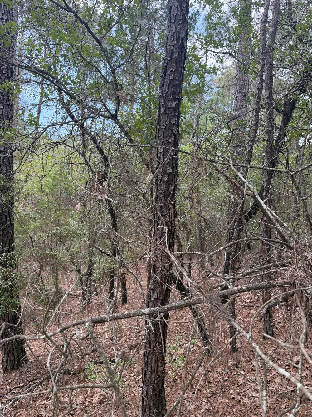 213 Hekili Drive Bastrop, TX 78602