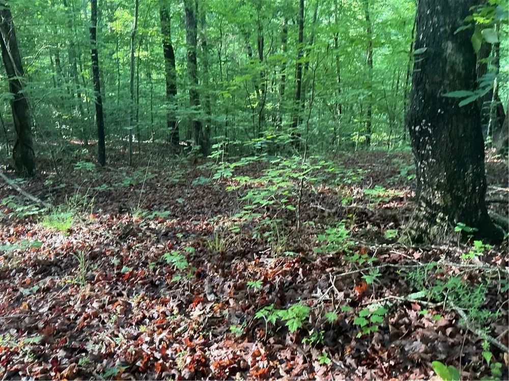 0 Mountain Brook Road Dawsonville, GA 30534