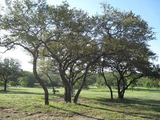 21707 Patton Drive Lago Vista, TX 78645