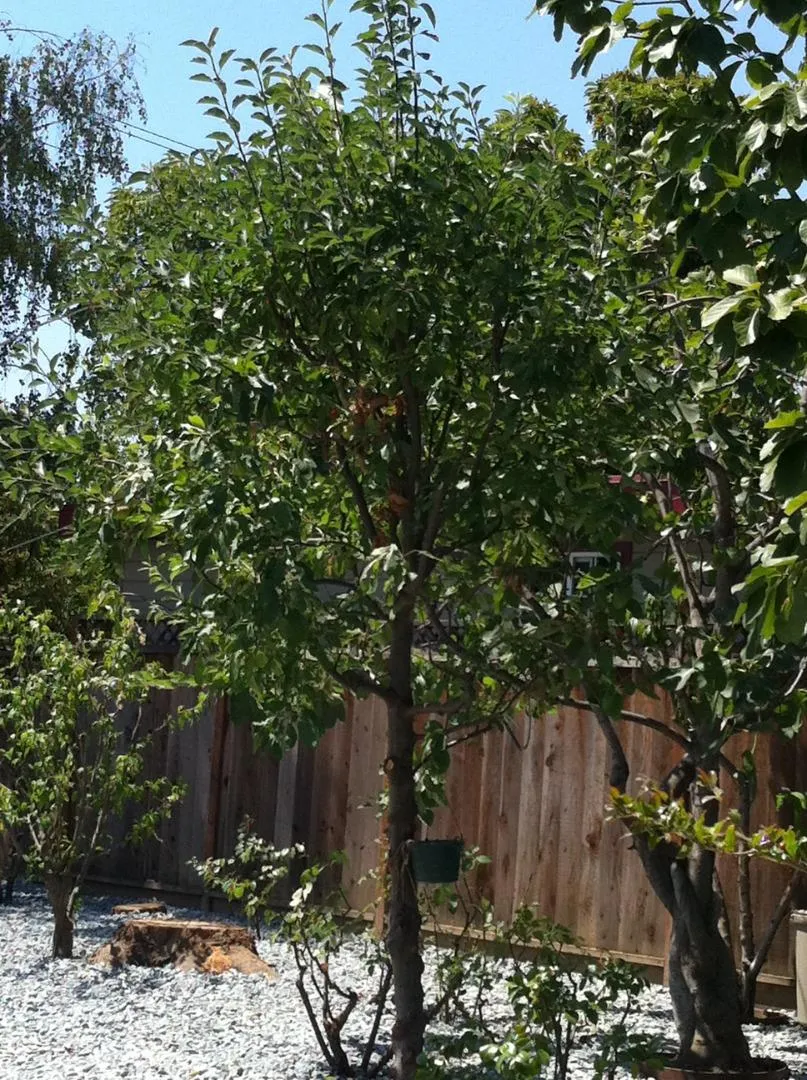 541 Madera Avenue San Jose, CA 95112